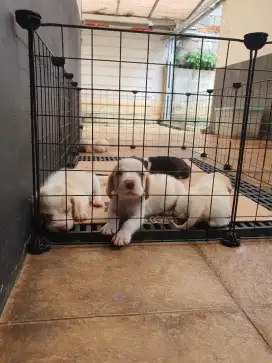 Beagle Puppies umur 2 bln