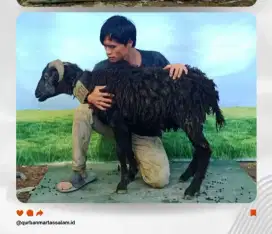 Domba qurban murah 2 JT an