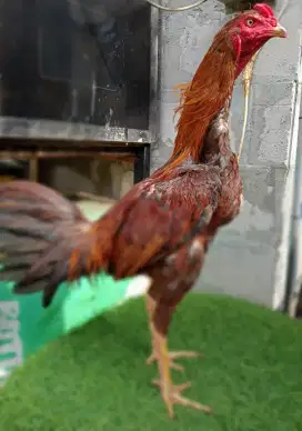 Ayam pama ninja samurai