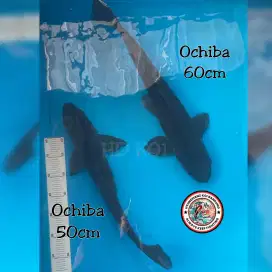Koi Ochiba JUMBO 50 dan 60cm Jumbo murah asli Blitar