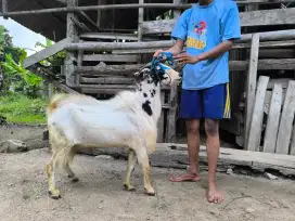Kambing dan Domba Qurban Ekonomis