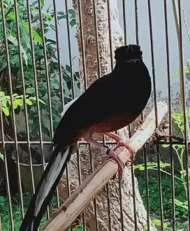 murai batu medan gacor