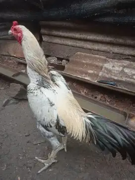 Ayam bangkok Mangon