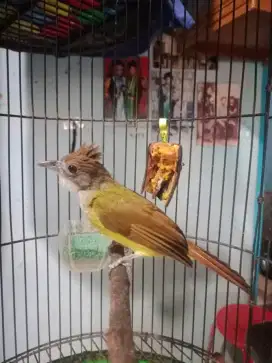 Cucak jenggot lokal jawabarat mulus gacor