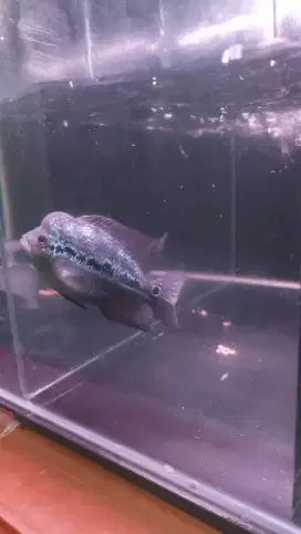 Ikan louhan uk. 10 cm 3 jari