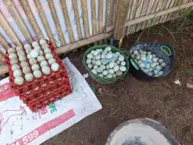 Jual Telur Bebek Kandang