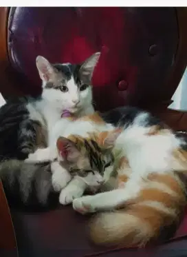 Kucing angora mix umur 6 bulan