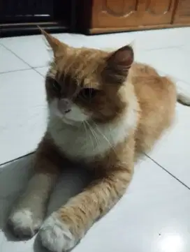 Kucing Persia  jantan