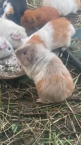 MARMUT LUCU AMAN UNTUK ANAK