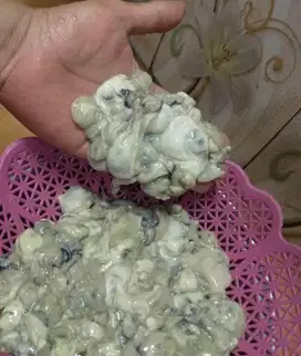 TIRAM SEGAR KERANG