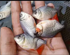 Jual bibit ikan bawal ikan ready yg min at cat WA