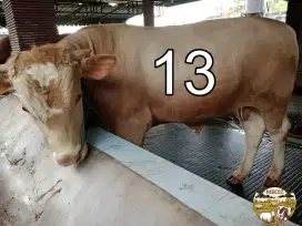 Sapi Qurban limousine Carolis 550kg