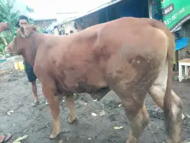 Sapi Hewan Kurban