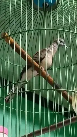 Perkutut lokal plus kandang