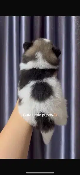 Minipom pomerian German spitz