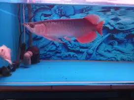 Ikan arwana super red
