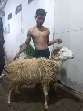 Domba Qurban Premium