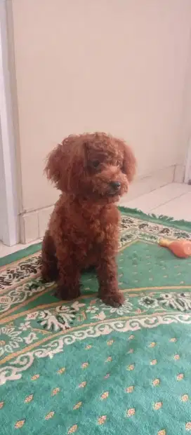 Anjihc poodle sehat 8 bulan