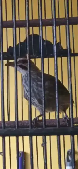Cucak rowo umur 5 bulan udh mulai bunyi