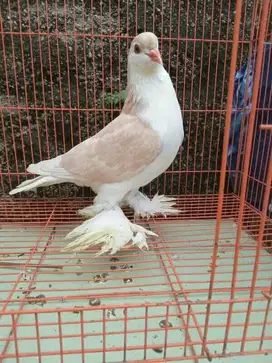merpati lahore jantan