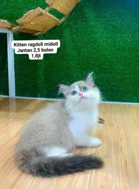Kucing kitteen Persia bsh ragdoll lucu lucu