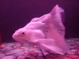 Koi hudielong,koi slayer short body
