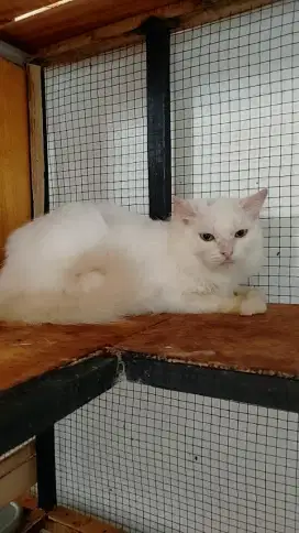 Persia cantik ganti pakan