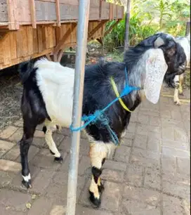 kambing qurban 60kiloanUP timbang real siap hewan kurban terbaik 2025