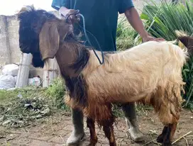 kambing jantan qurban 60kiloan timbang hidup real siap kurban 2025 top