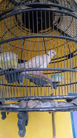 Di jual puter pelung