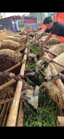 Depot Hewan Qurban  Murah Bandung