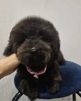 High Quality Tiny Poodle Stambun