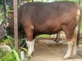Sapi Bali murah