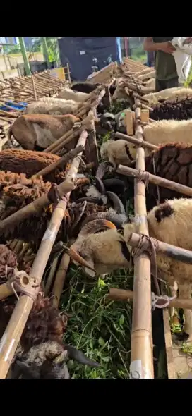 Depot Hewan Qurban Bandung Murah