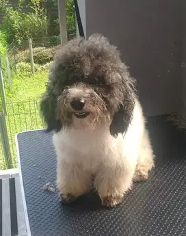 anjing poodle parti jantan 3tahun