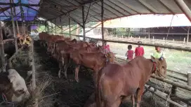 DIJUAL SAPI MADURA DI CAKUNG, JAKARTA TIMUR FREE PERAWATAN