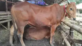 DIJUAL SAPI MADURA DI BINTARA JAYA, BEKASI BARAT FREE ONGKIR
