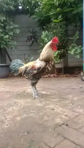 Ayam Pelung Warna Jalak