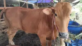JUAL SAPI MADURA DI BINTARA JAYA, BEKASI BARAT FREE ONGKIR JABODETABEK