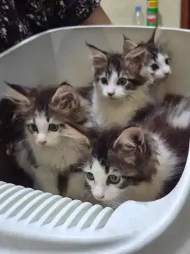 Meincoon Kitten