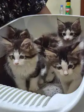 Meincoon Kitten