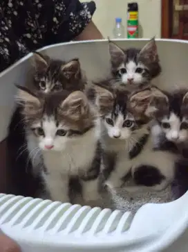 Meincoon Kitten