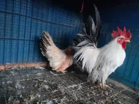 Ayam kate hasil kebun sendiri