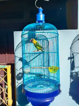 Love bird  semi dakocan