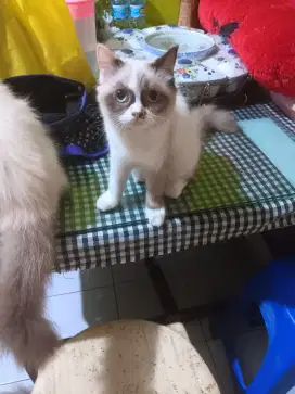Kucing himalaya