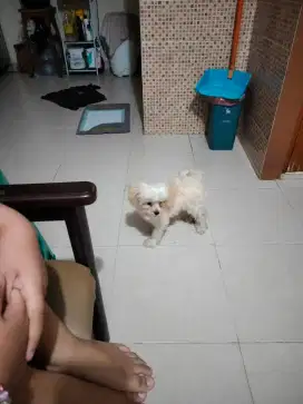 Puppy Shitzu mix poodle