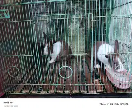 Kelinci satu pasang