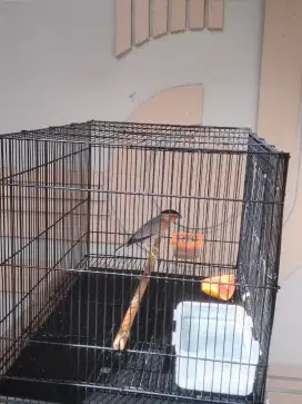Burung jalak brahmana rajin bunyi .