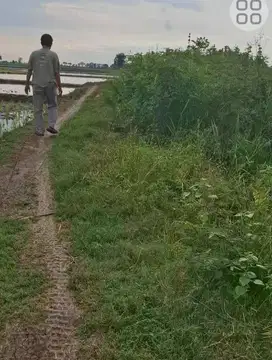 Jual Tanah Sawah Produktif