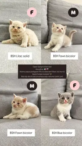 Kucing British Short Hair